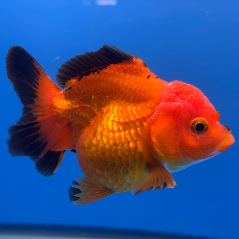 Thai Oranda Apache 3” Body Female(CK-701)R1A05