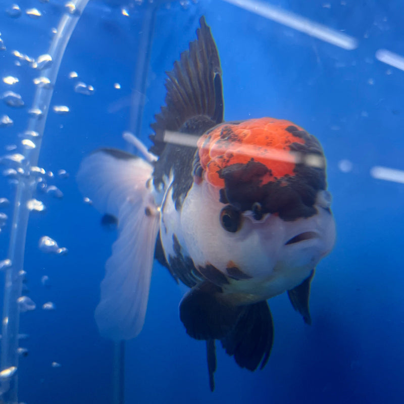 Thai Oranda Tri-Color 3.5” Body Male(CK-653)R1A12