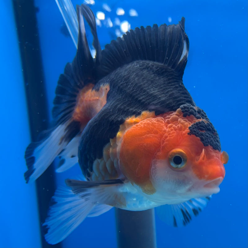 Thai Oranda NOK Apache 3.5” Body Female(NOK-CK-1190)R3B14