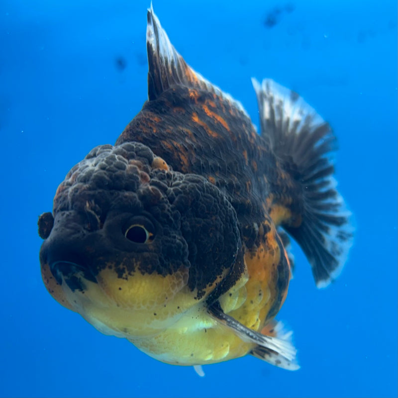 Thai Oranda SHOGUN 3” Body Female(CK-1159)R3A09