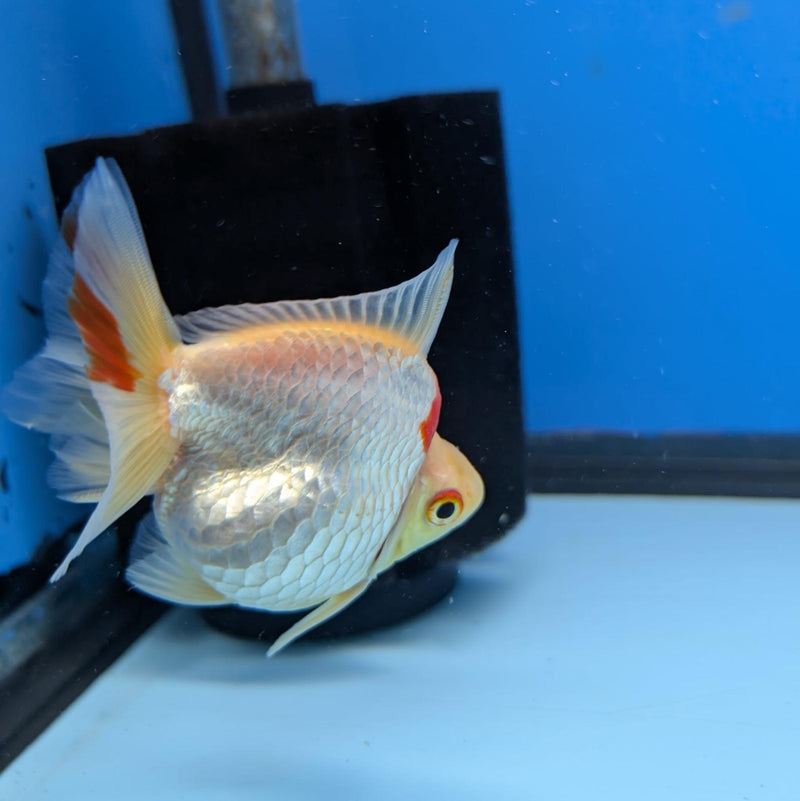 (KP-235) Red & White Thai Ryukin 2.5'' Female Show Quality R3B09