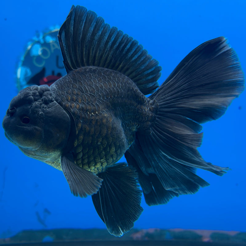 Thai Oranda Full Black 3” Body Male(CK-625)R1A03