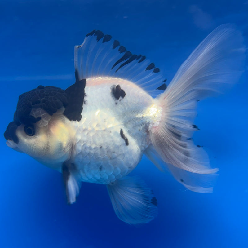 Thai Oranda Panda 4” Body Female(CK-808)R1A08