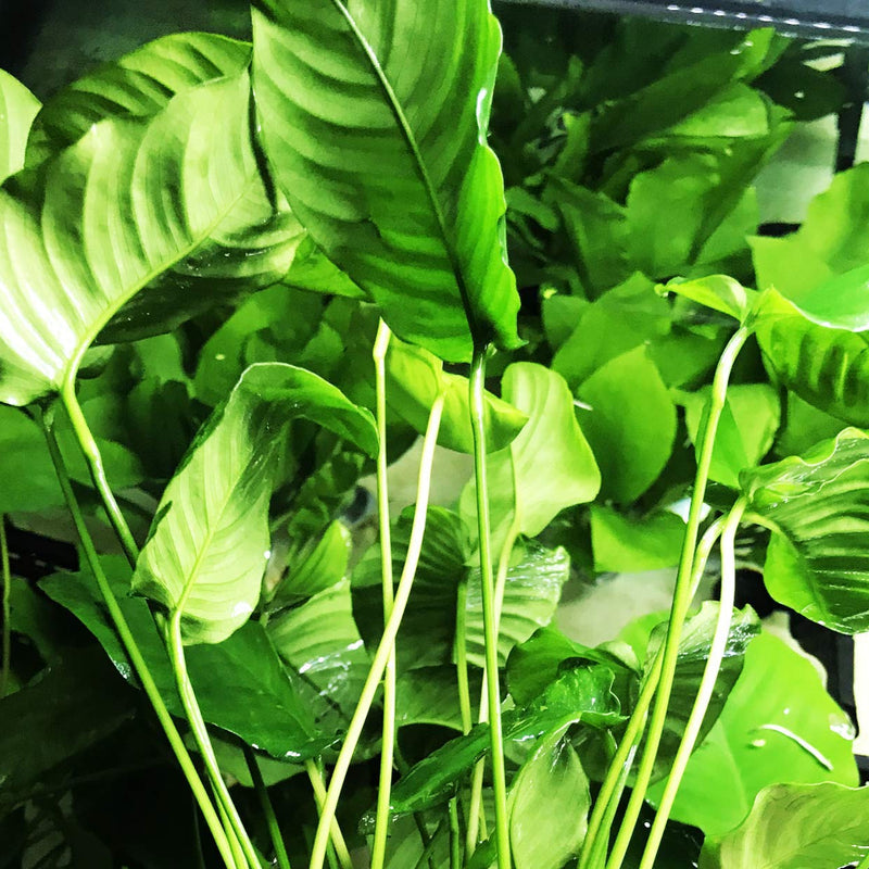 ANUBIAS BARTERI VAR BARTERI XL LOOSE