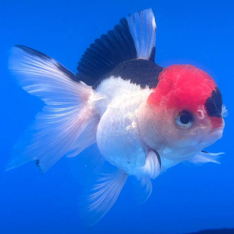 Thai Oranda Tri-Color 2.5” Body Female(CK-1257)R3B07