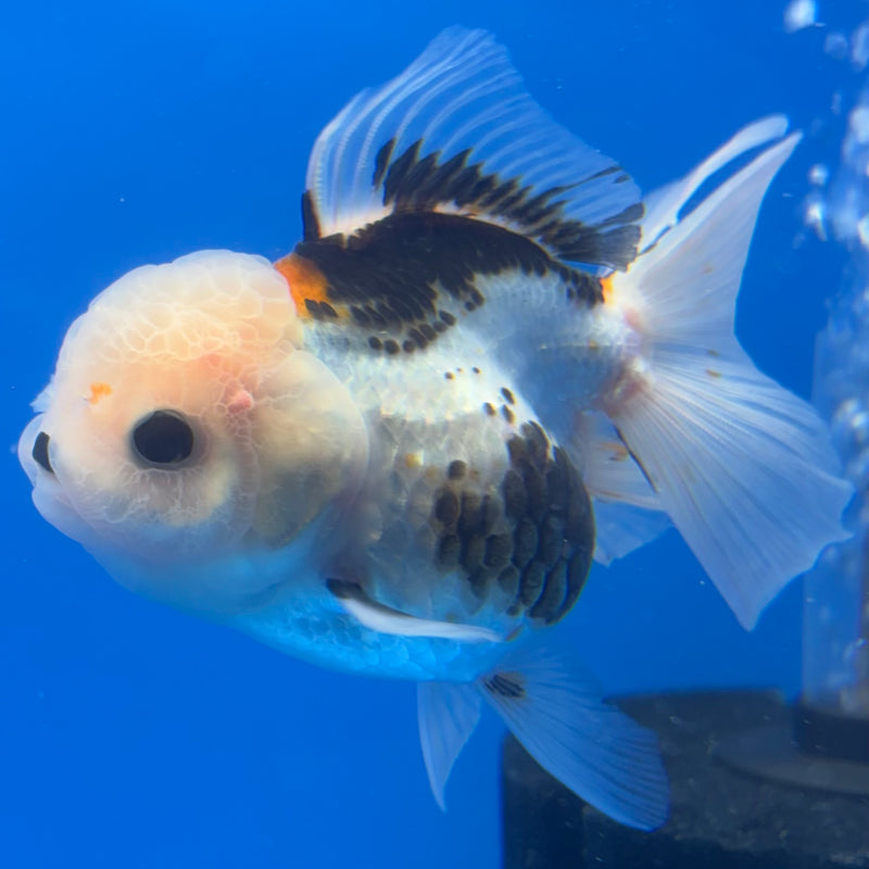 Thai Oranda Tri-Color 3” Body Female(CK-1377)R1B11
