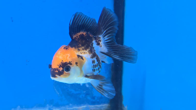 Thai Tri Color Orchid Tail Medium Breed Female 2.50 inch Body (NNN-3007)R3B19