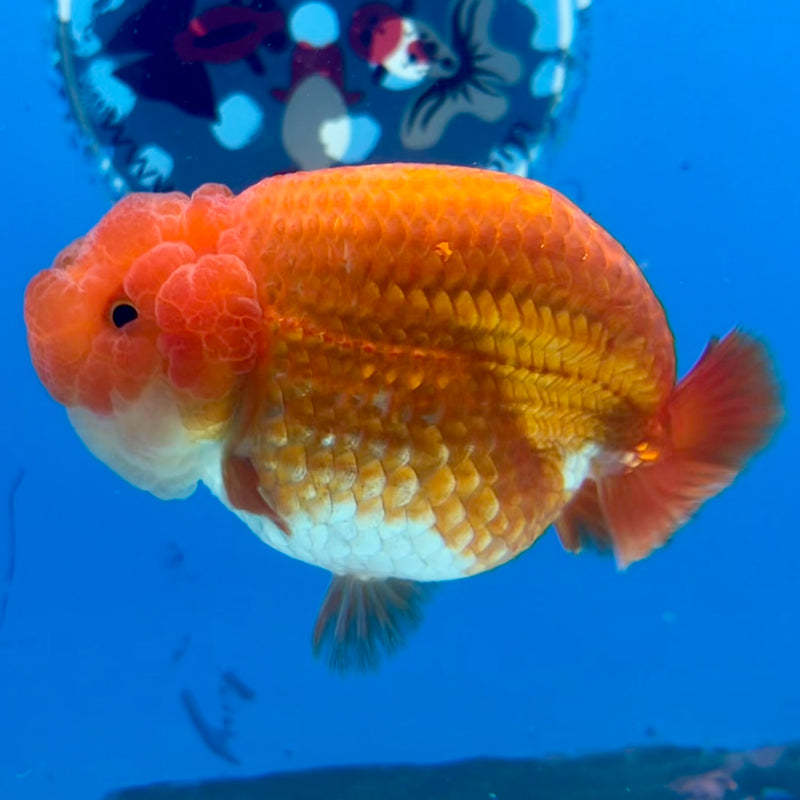 Thai Ranchu Red/White 3.5” Body Male(CK-1131)R1A07