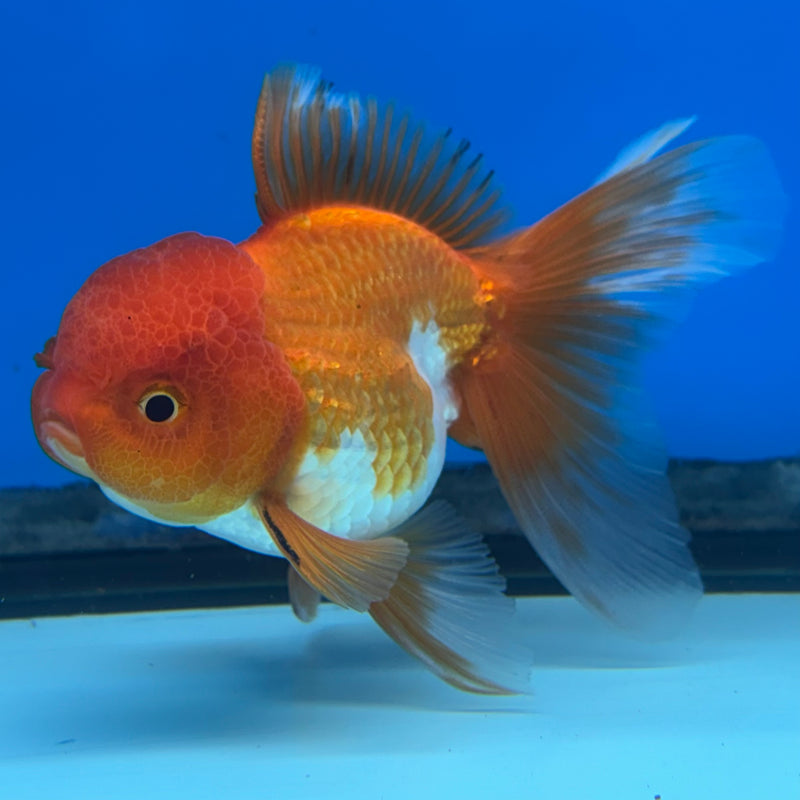Thai Oranda Tri-Color 2.5” Body Male(CK-990)R3B07