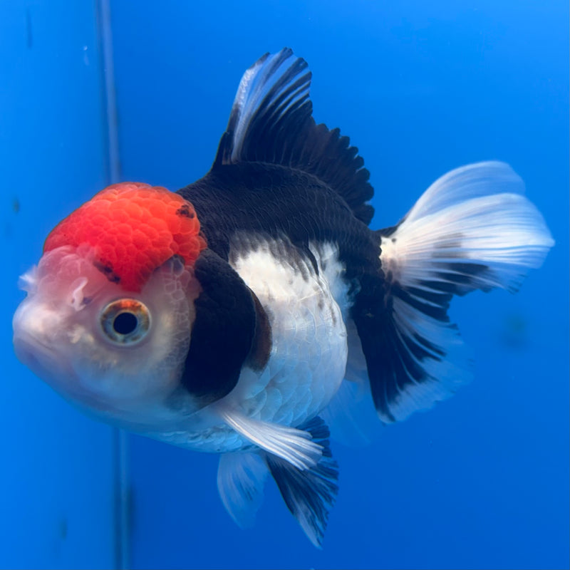 Thai Oranda Tri-Color 3” Body Female(CK-703)R1A05
