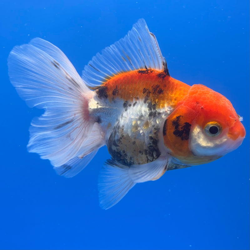 Thai Oranda Tri-Color 2.5” Body Female(CK-1263)R3B13