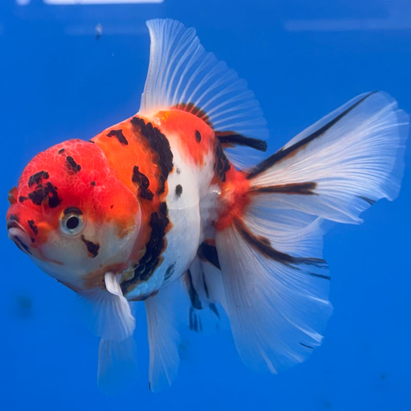 Thai Oranda Tri-Color Calico Tiger 3.5” Body Male(CK-690)R1A07