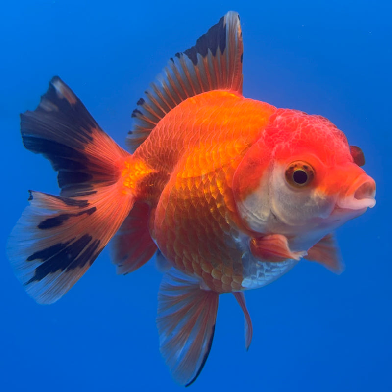 Thai Oranda Apache 3” Body Male(CK-702)R1A05