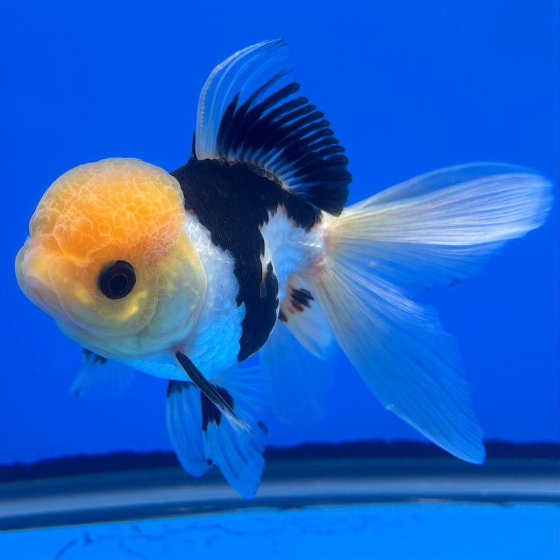 Thai Oranda Lemon Head Panda 3” Body Male(CK-1234)R1A11
