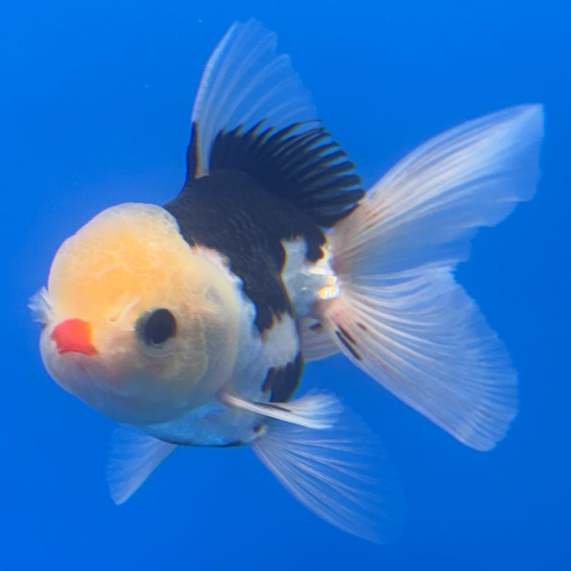 Thai Oranda Lemon Head Tri-Color/Panda 2.5” Body Male(CK-1249)R3B09
