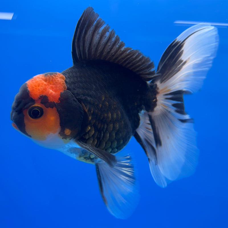 Thai Oranda Black Body Red Cap/Apache 3” Body Male(CK-730)R1B01