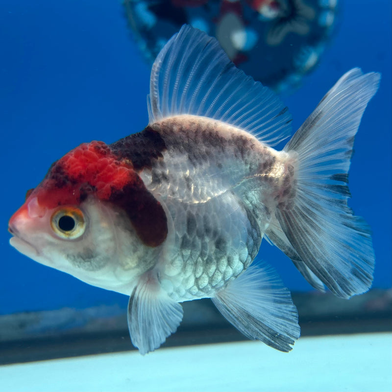 Thai Oranda Tri-Color 2.5” Body Female(CK-1023)R3B11