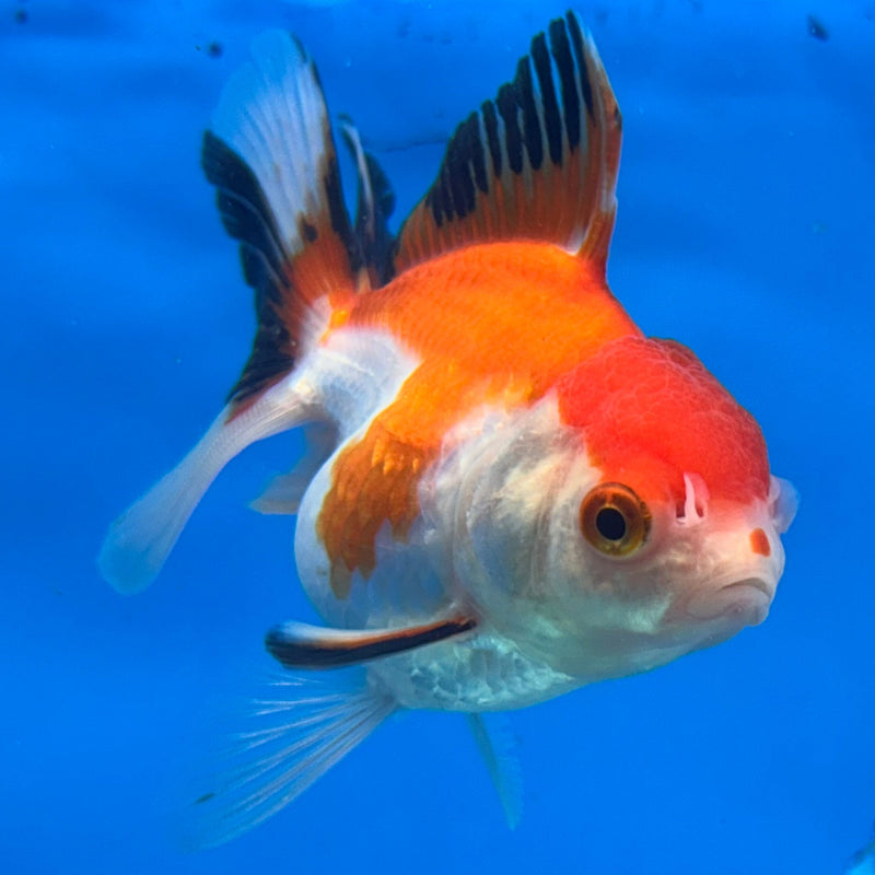 Thai Tri-Color Oranda 2” Body Female (JCD-212)R4B01