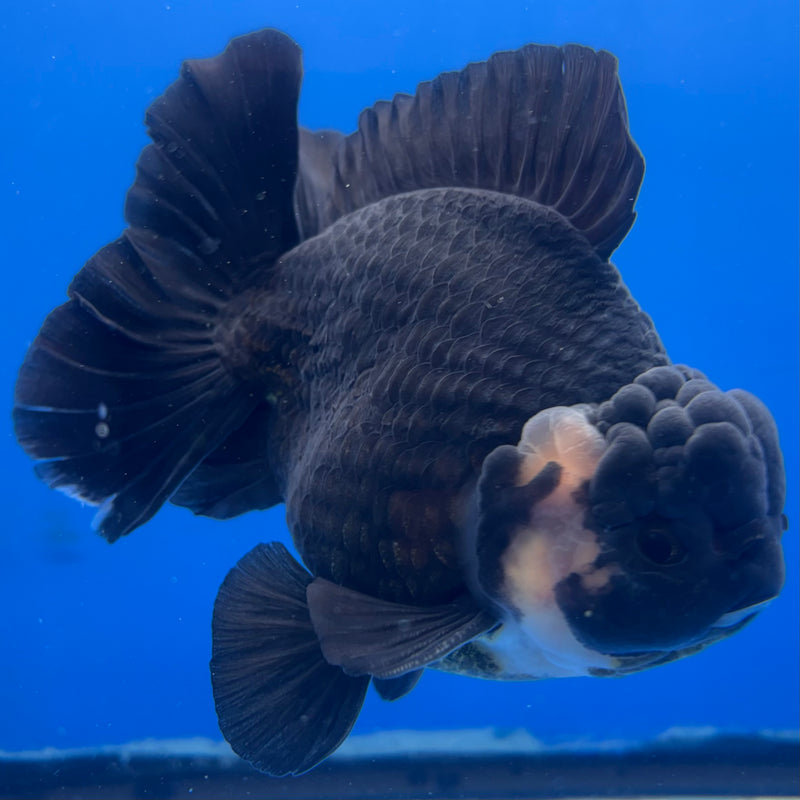 Thai Oranda Panda 4” Body Male(CK-833)R1A11