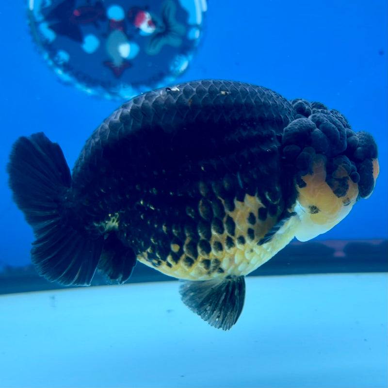 Thai Ranchu SPECIAL COLOR Apache 3.5” Body Male(CK-1134)R1A04