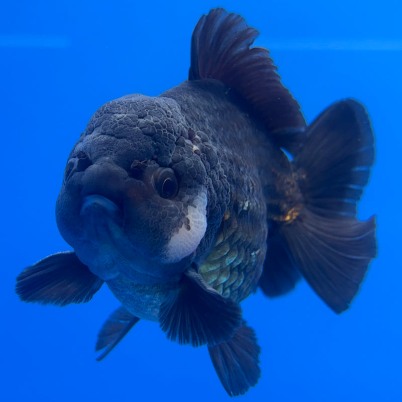 Thai Oranda JUMBO Full Black/Tri-Color4” Body Male(QGF-CK-1342)BLUETUB1