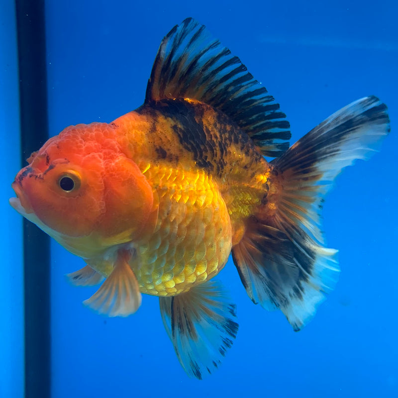 Thai Oranda Apache 3.5” Body Female(CK-1480)R2B16