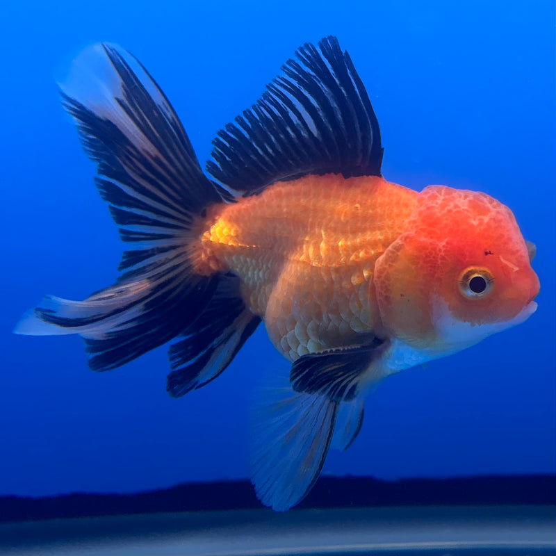 Thai Oranda Apache 2.5” Body Male(CK-1241)R3B10