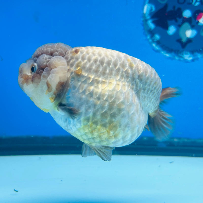 (KP-206) Lavender Ranchu 3'' Female R1B12