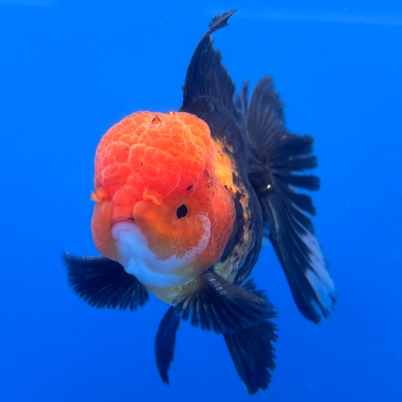 Thai Oranda Apache 3” Body Male(CK-1231)R1A11