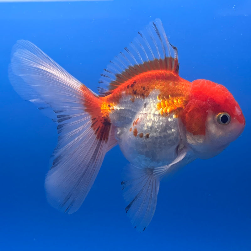 Thai Oranda Tri-Color 2.5” Body Male(CK-1005)R3B18