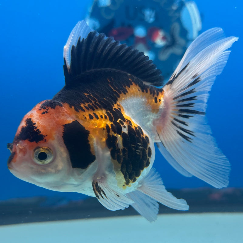 Thai Oranda Apache 2.5” Body Female(CK-903)R3B14