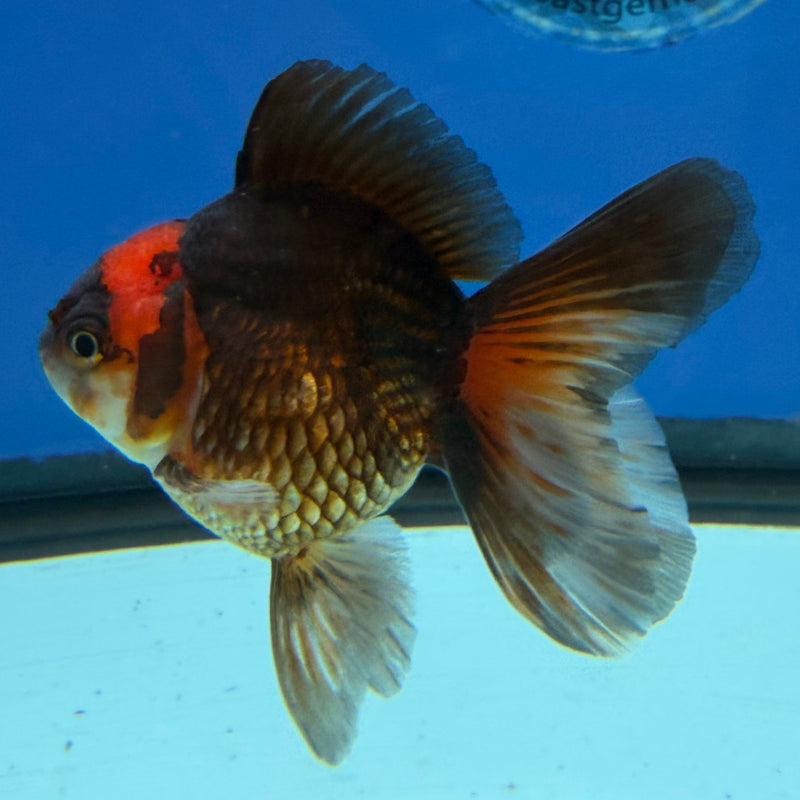 Thai Oranda Apache 3in Female (FEB-323)R2B07