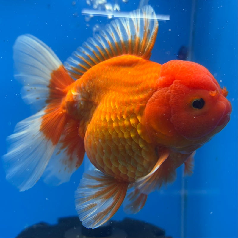 Thai Oranda Red/White 4” Body Female(CK-813)R1A02