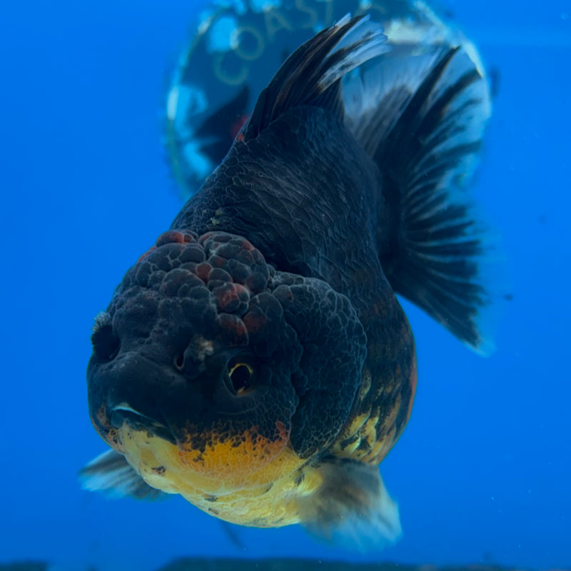 Thai Oranda Calico 3.5” Body Male(CK-1517)BLUETUBD