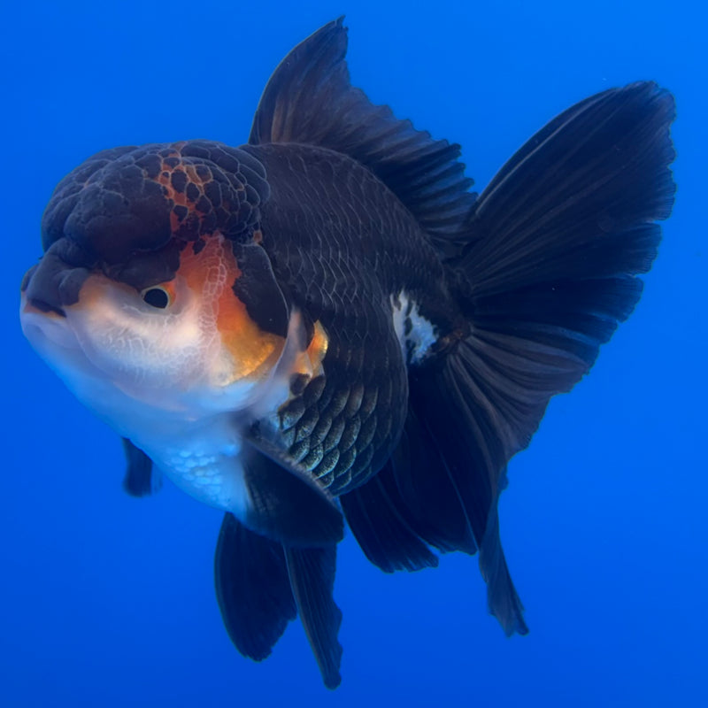 Thai Oranda Apache/Tri-Color 3” Body Male(CK-1233)R1A11