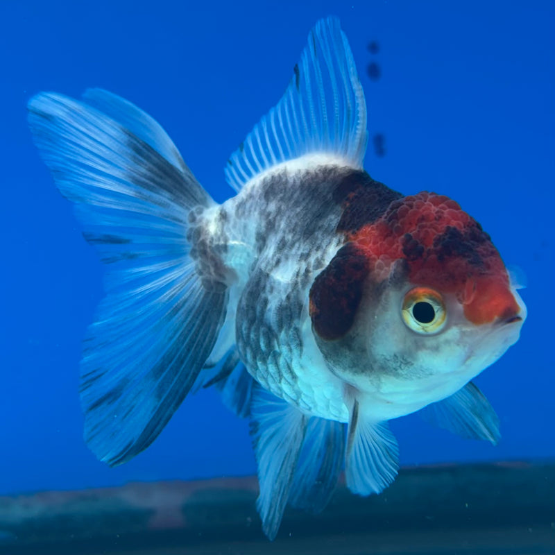 Thai Oranda Tri-Color 2.5” Body Female(CK-1023)R3B11