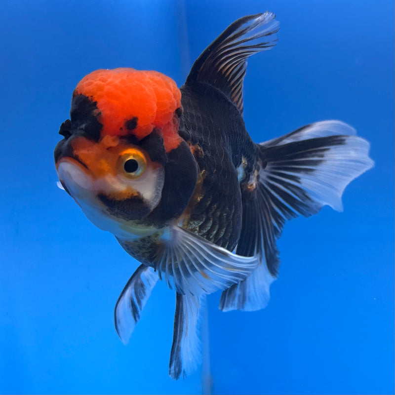 Thai Oranda Apache 3” Body Female(CK-679)R1B10
