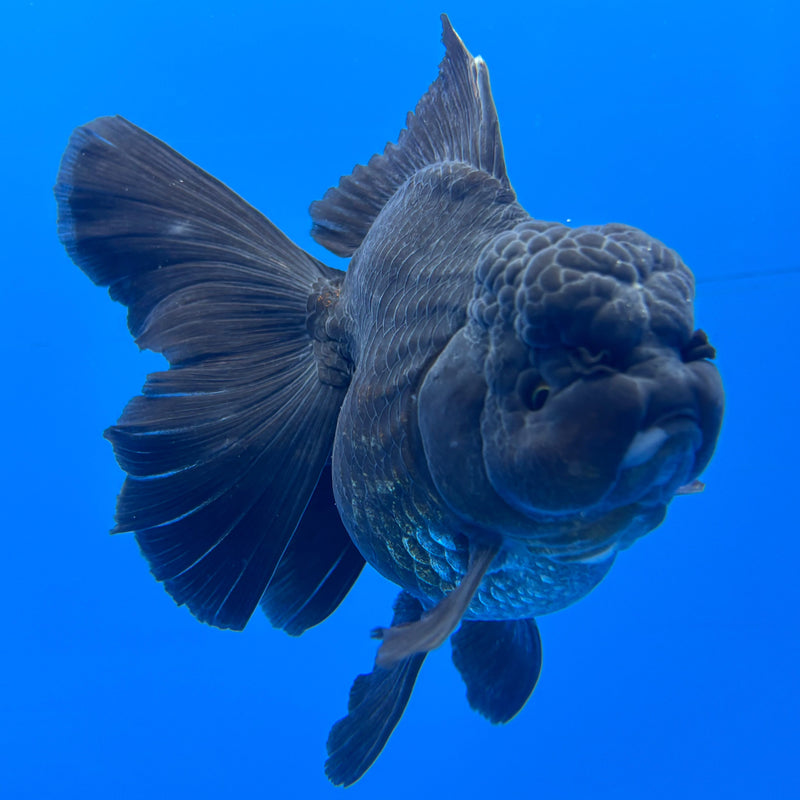 Thai Oranda Full Black 3” Body Female(CK-624)R1A03