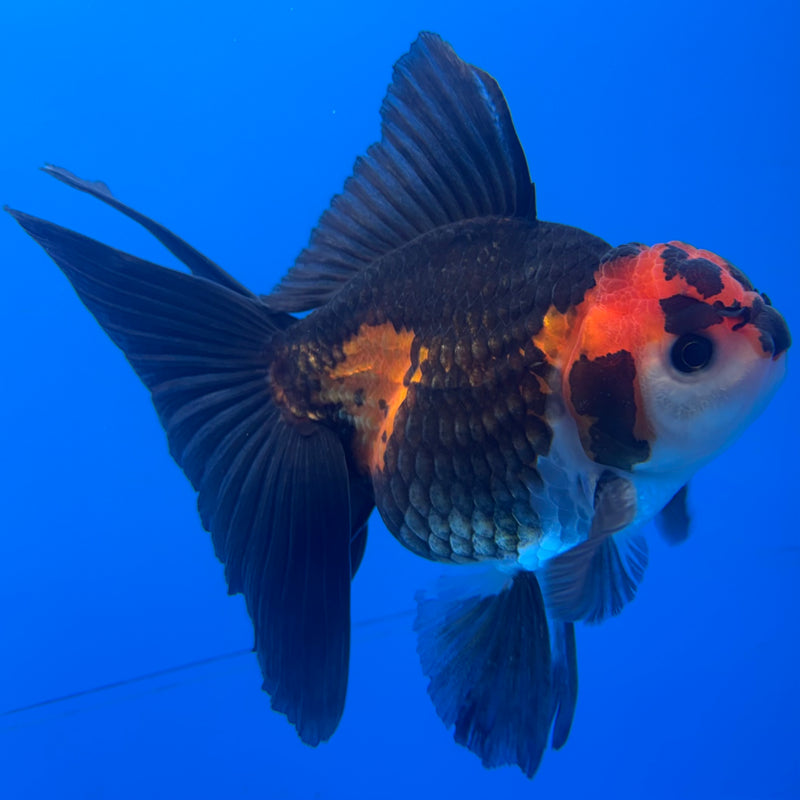 Thai Oranda Apache 3” Body Male(CK-846)R3B19