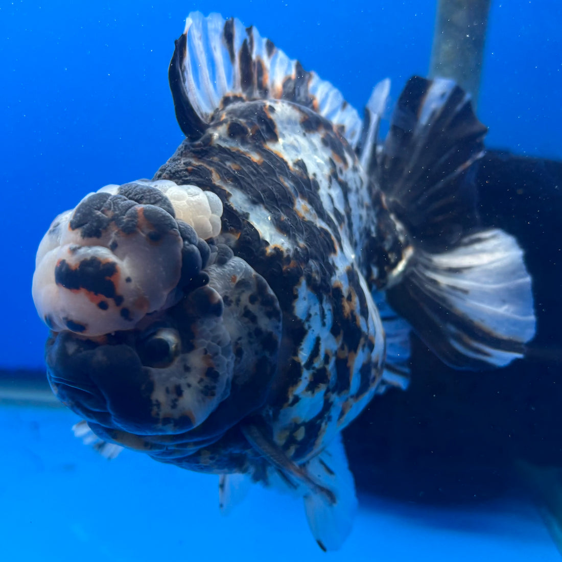 Thai Oranda Tri-Color Tiger 4" Male(NKT-CK-1576)BLUETUB-B