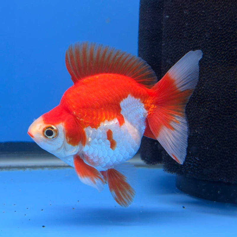 (KP-243) Red & White Thai Ryukin 2.5'' Male Show Quality R3B15