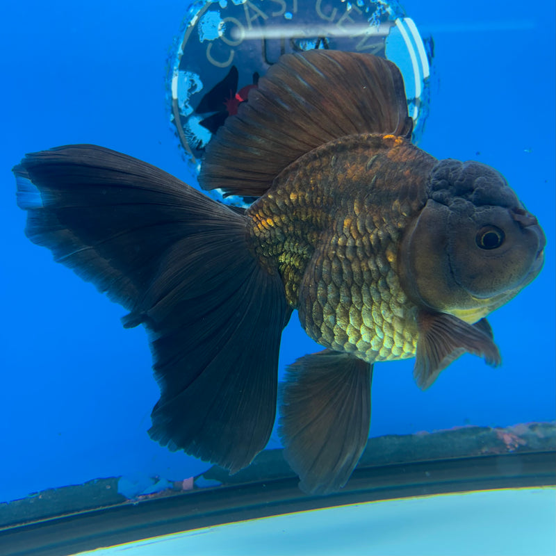 Thai Oranda Orchid Tail Full Black/Apache 3.5” Body Male(CK-1500)R2B24