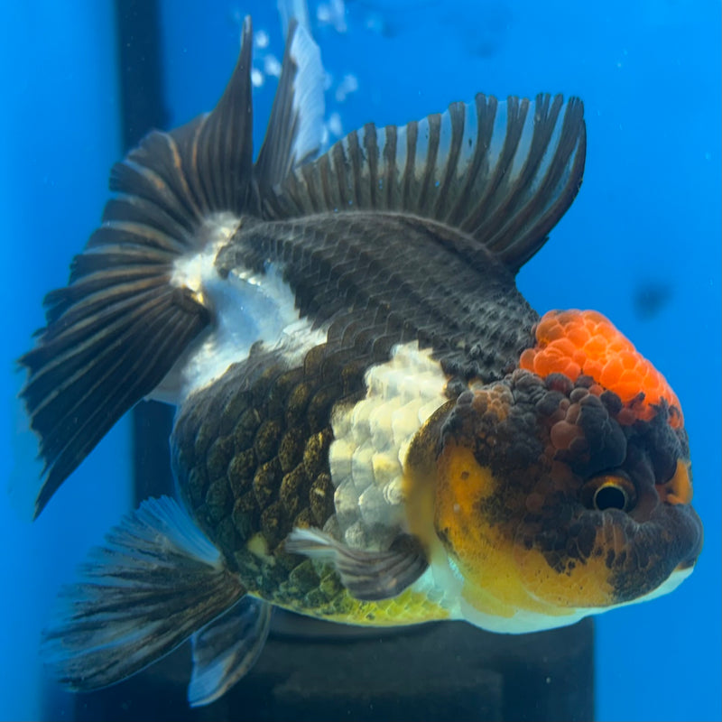 Thai Oranda Tri-Color/Apache RARE FIND 3.5” Body Female(CK-924)R1BLUETUB4
