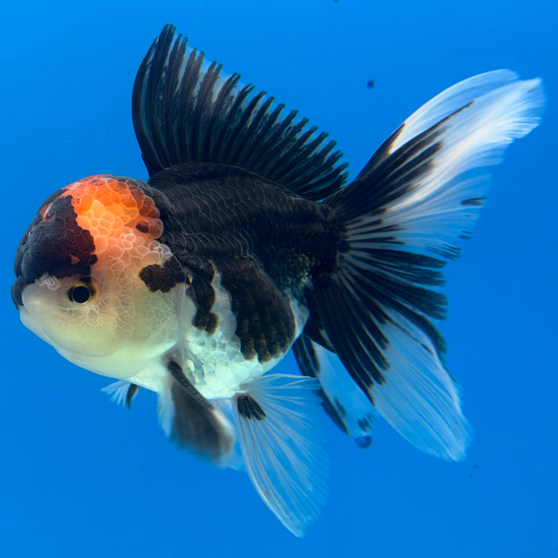 Thai Oranda Tri-Color 3” Body Male(QGF-CK-1077)SHOWTANK