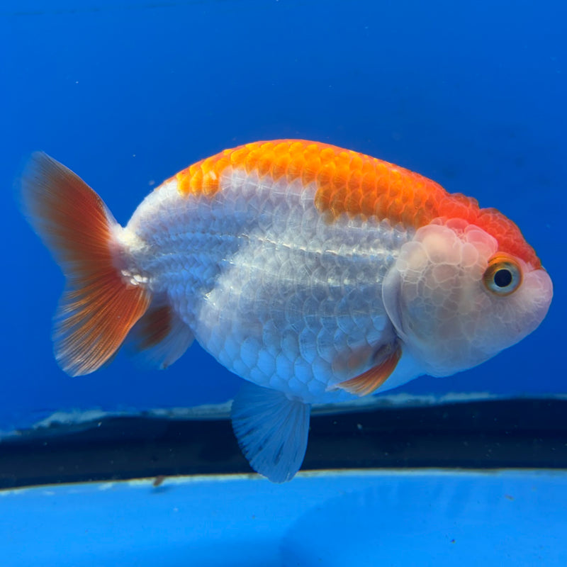 Thai Ranchu Red/White 3.5” Body Female(CK-830)R3A13