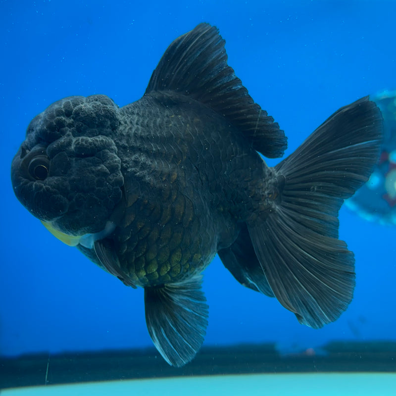 Thai Oranda Panda 3.5” Body Female(CK-1509)R2A04