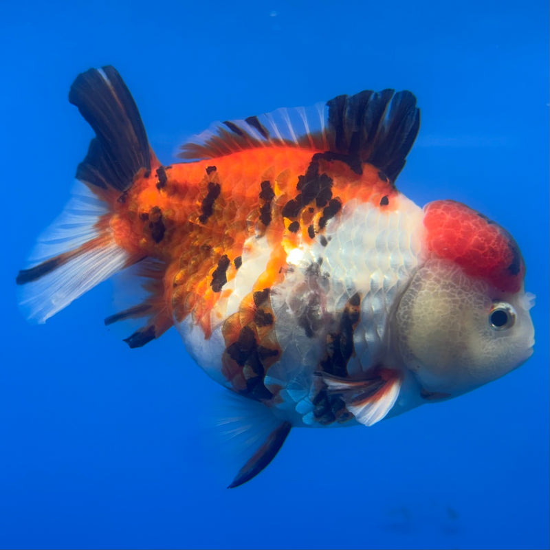 Thai Oranda Tri-Color Calico 4” Body Male(CK-820)R1A07