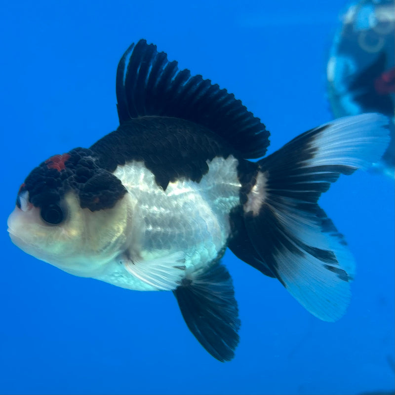Thai Oranda Tri-Color 2.5" Male (CK-1523)R3B16