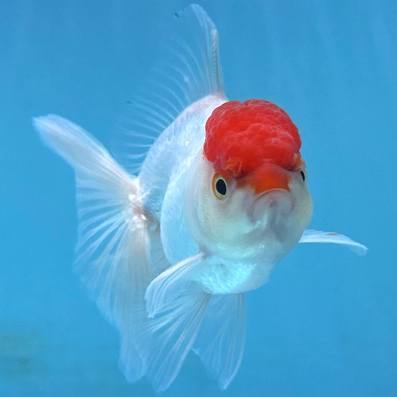 Thai Red-Cap Oranda 2“ Body Male (JCD-139)R4B05