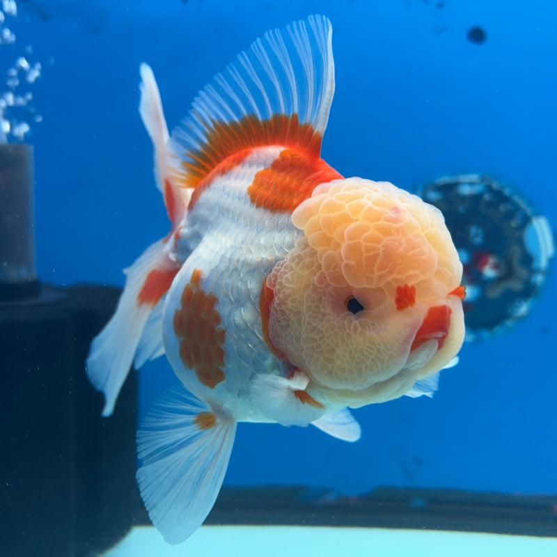 Thai Jumbo Oranda Lemon Head Red/White 4” Body Female(CRP-CK-1081)BLUETUB2